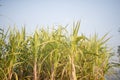 Sugarcane fields Royalty Free Stock Photo