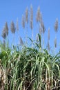 Sugar cane flower, Sugarcane plantation, Sugarcane plants grow in field, Plantation Sugar cane tree farm, Background of sugarcane Royalty Free Stock Photo