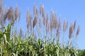 Sugar cane flower, Sugarcane plantation, Sugarcane plants grow in field, Plantation Sugar cane tree farm, Background of sugarcane Royalty Free Stock Photo