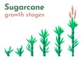 Sugarcane growth stages. Cartoon sugar cane plantation with agriculture cultivation process from planting to harvest