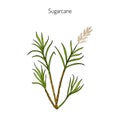 Sugarcane. Hand drawn botanical illustration