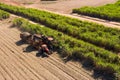 Sugarcane harvest - harvester activating in sugarcane plantation - sugar and ethanol industry.