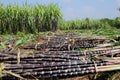 SUGARCANE HARVEST