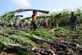 SUGARCANE HARVEST