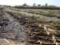 Sugarcane harvesting Royalty Free Stock Photo