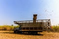 Sugarcane harvesting in thailand Royalty Free Stock Photo