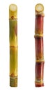 Sweet Sugarcane isolated on white background