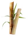 Sugarcane isolated on white background