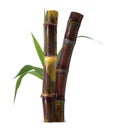 Sugarcane isolated on white background