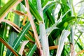 Sugarcane leaf on green background.