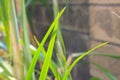 Sugarcane leaves with blurred stone wall fence background