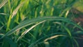 Sugarcane leaves fresh green vdo 4k