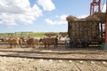 Sugarcane mechanical harvest