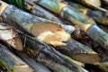 Sugarcane pile in plantation land, sugar cane in harvest season, sugarcane fresh in plant field Royalty Free Stock Photo