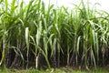 Sugarcane plant