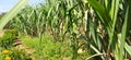 Sugarcane plantation in agriculture field in India, selective focus Royalty Free Stock Photo