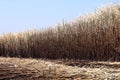Sugar cane plantation burn, sugarcane, sugarcane field is burned for harvesting, Background picture of sugar cane farmers farm