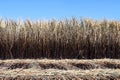 Sugar cane plantation burn, sugarcane, sugarcane field is burned for harvesting, background picture of sugar cane farmers farm