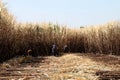 Sugar cane plantation burn and worker, sugarcane, sugar cane field and workers are harvesting the sugarcane, Sugar cane farmers