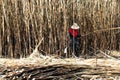 Sugar cane plantation burn and worker, sugarcane plantations farm, workers are cutting sugar cane, sugarcane agriculture