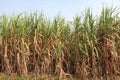 Sugarcane plantation (Ethanol fuel) Royalty Free Stock Photo