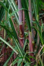 Sugarcane plantation at kumbhewadi,latur, Maharashtra, india