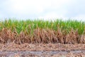 Sugarcane plantation, sugar cane in harvest season, sugarcane land, sugar cane fresh in plant field Royalty Free Stock Photo