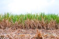 Sugarcane plantation, sugar cane in harvest season, sugarcane land, sugar cane fresh in plant field Royalty Free Stock Photo