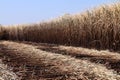 Sugarcane plantation, Sugarcane field is burned for harvesting, Background picture of sugar cane farmers farm