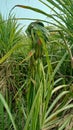 Sugarcane plants ganna ekh Royalty Free Stock Photo