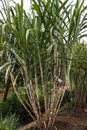 Sugarcane plants grow abundantly