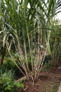 Sugarcane plants grow abundantly, with a natural garden background