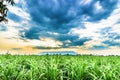 Sugarcane plants grow in field