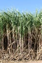 Sugar cane plants grow in field, Plantation Sugar cane tree farm, Background of sugarcane field