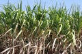 Sugar cane plants grow in field, Plantation Sugar cane tree farm, Background of sugarcane field