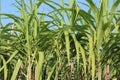 Sugarcane plants growing Royalty Free Stock Photo