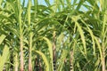 Sugarcane plants growing Royalty Free Stock Photo