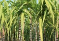 Sugarcane plants growing Royalty Free Stock Photo
