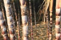 Sugarcane plants growing Royalty Free Stock Photo