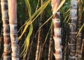 Sugarcane plants growing Royalty Free Stock Photo