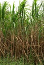 Sugarcane plants growing Royalty Free Stock Photo