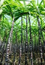 Sugarcane plants Royalty Free Stock Photo