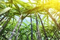 Sugarcane plants Royalty Free Stock Photo