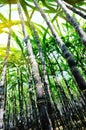 Sugarcane plants Royalty Free Stock Photo