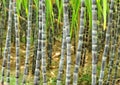 Sugarcane plants Royalty Free Stock Photo