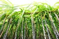 Sugarcane plants Royalty Free Stock Photo