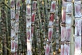 Sugarcane plants Royalty Free Stock Photo