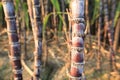 Sugarcane plants growing Royalty Free Stock Photo