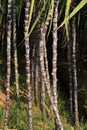 Sugarcane plants growing