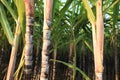 Sugarcane plants growing Royalty Free Stock Photo